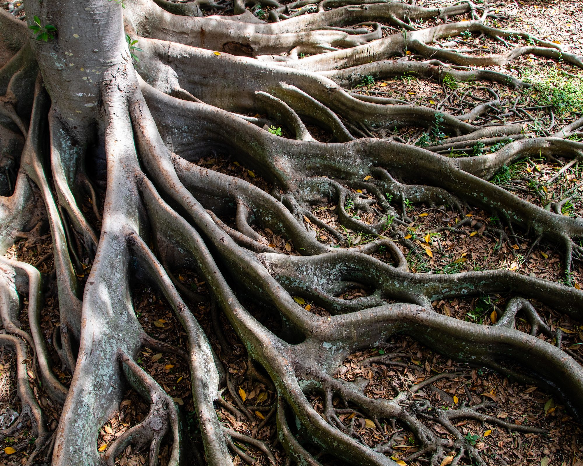 Banyan tree roots